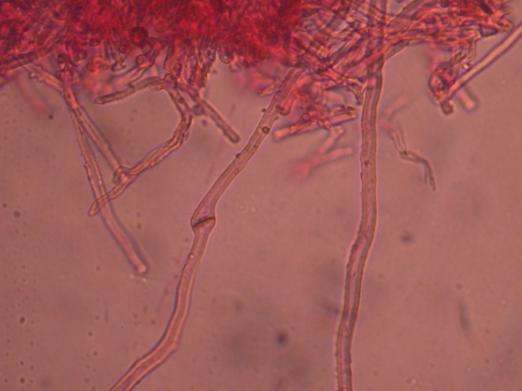 I quiz continuano....!!! - Tulostoma squamosus